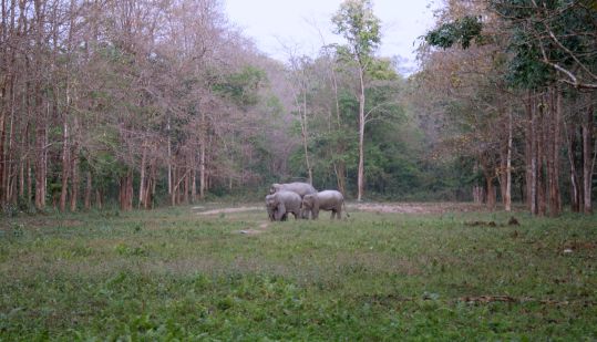 chilapata forest, dooars tour